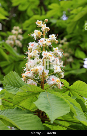 Fiori di Primavera nella piantagione di Isabella, il Parco di Richmond Surrey in Inghilterra REGNO UNITO Foto Stock