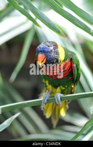 Rainbow Lorikeet (Trichoglossus Haematodus) Foto Stock