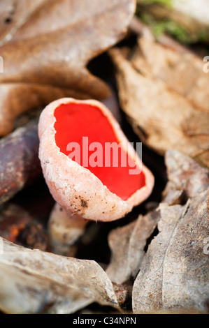 Scarlet elf cup fungo Foto Stock