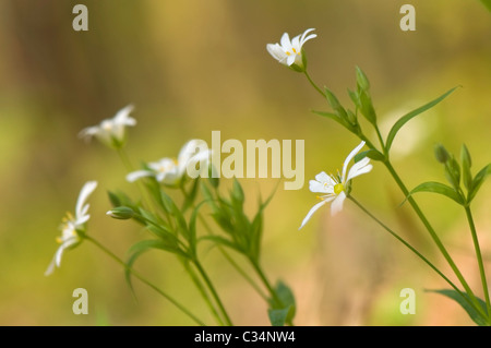 Stellaria holostea Foto Stock