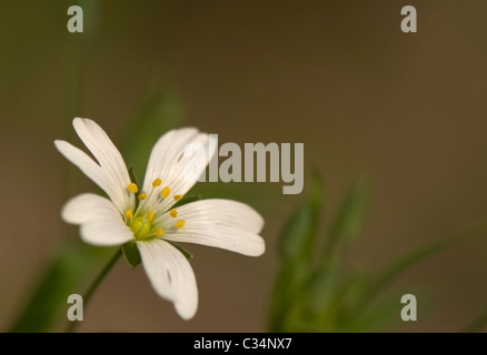 Stellaria holostea Foto Stock