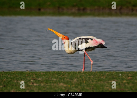 Dipinto di Stork (Mycteria leucocephala) bere Foto Stock