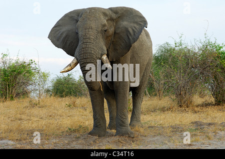 Arrabbiato adulto dell' elefante africano bull soffiando sabbia in aria con il suo tronco, Savuti National Park, Botswana Foto Stock