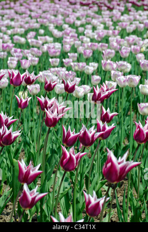 Letto di fiori con Claudia tulipani tulipani olandesi Foto Stock