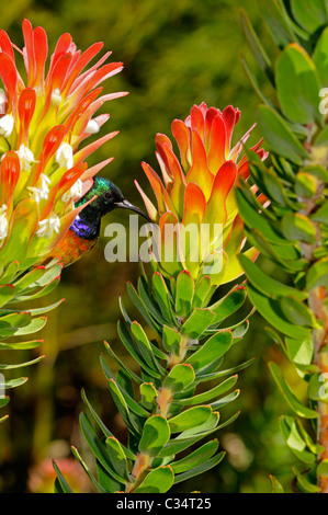 Alimentazione Sugarbird su una pagoda Red-Crested, Mimetes cullatus, Proteaceae, Provincia del Capo Occidentale, Sud Africa Foto Stock