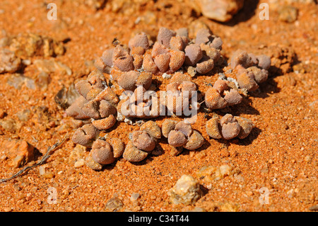 Titanopsis sp., in habitat, Aizoaceae, Mesembs, mimikry impianto, Goegap Riserva Naturale, Namaqualand, Sud Africa Foto Stock