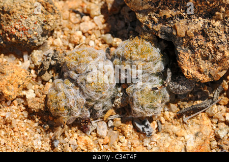 Anacampseros filamentosa, Portulacaceae, Goegap Riserva Naturale, Namaqualand, Sud Africa Foto Stock