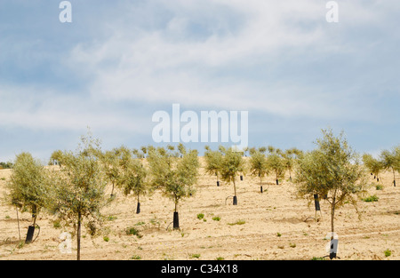 I giovani ulivi piantati su una collina in Andalusia, Spagna Foto Stock