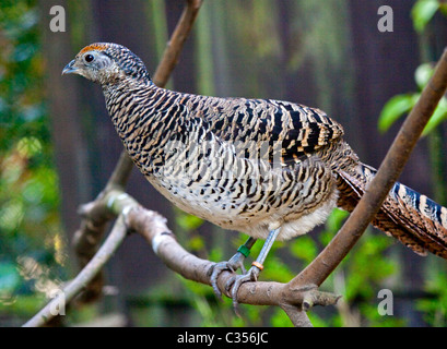 Lady Amherst il fagiano (chrysolophus amherstiae) femmina Foto Stock
