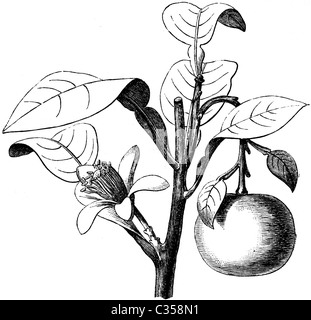 Xix secolo illustrazione del libro preso dalla nona edizione (1875) della Enciclopedia Britannica di Orange (Citrus Aurantium) Foto Stock
