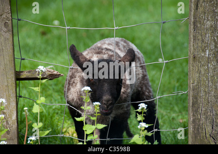 Erba di cotone in Mallerstang Valley vicino a Kirkby Stephen Foto Stock