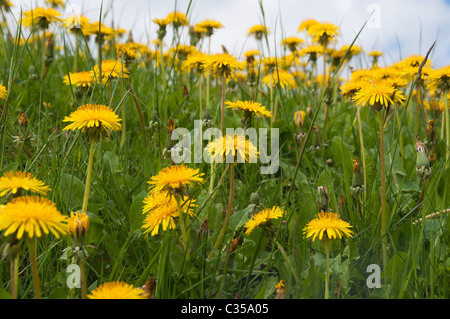 Erba di cotone in Mallerstang Valley vicino a Kirkby Stephen Foto Stock