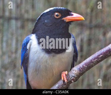 Blu Red-Billed Gazza (urocissa erythrorhyncha) Foto Stock