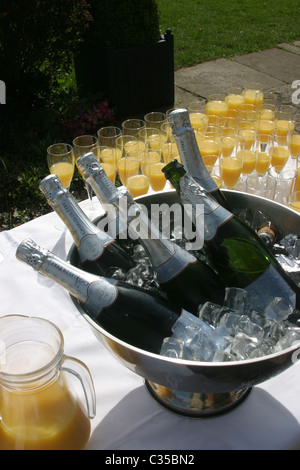 6 bottiglie di champagne in un secchiello per il ghiaccio Foto Stock