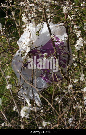 Plastica borsa shopping in fioritura prugnolo bush ( Prunus spinosa ) , minaccia per la fauna selvatica Foto Stock