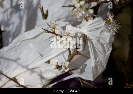 Plastica borsa shopping in fioritura prugnolo bush ( Prunus spinosa ) , minaccia per la fauna selvatica Foto Stock