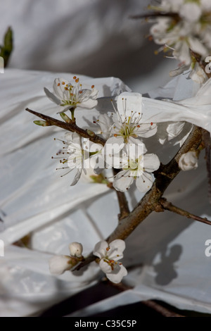 Plastica borsa shopping in fioritura prugnolo bush ( Prunus spinosa ) , minaccia per la fauna selvatica Foto Stock