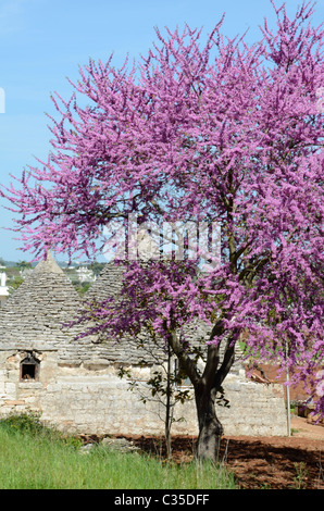 Trullo con albero di Giuda in piena fioritura Foto Stock