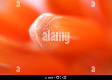 Arancione, caprifoglio Lonicera ciliosa, fiore di arancia, caprifoglio, macro, focus, venature bianche, arancione stame, molla, fuoco, sun Foto Stock