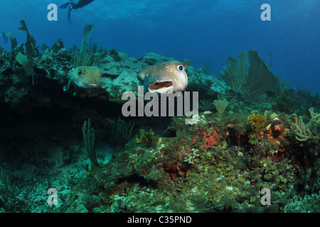 Porcupine Pufferfish Foto Stock