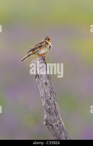 Corn Bunting cantare dal rustico palo da recinzione in Spagna Foto Stock