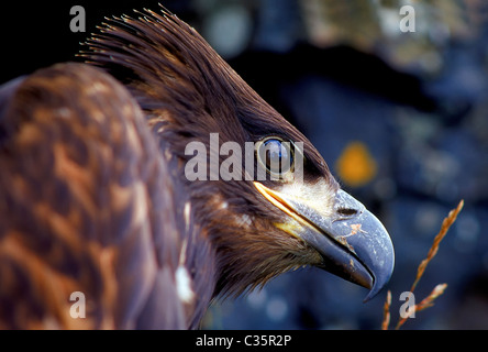 White Tailed Fish Eagle, Islanda Foto Stock