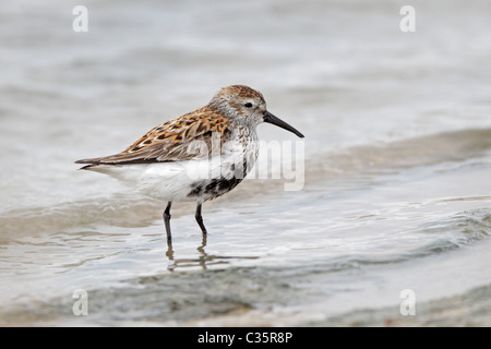 Dunlin Nel piumaggio di allevamento Foto Stock