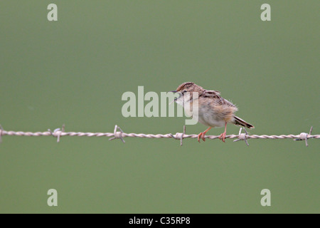 Zitting Cisticola cantando appollaiato sul filo spinato Foto Stock