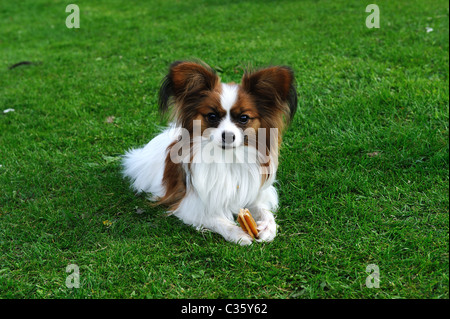 Un ritratto di un pedigree piccoli Brawn e Red papillon cane o Continental Toy Spaniel Foto Stock