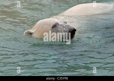 Close-up di una nuotata in un orso polare. Foto Stock