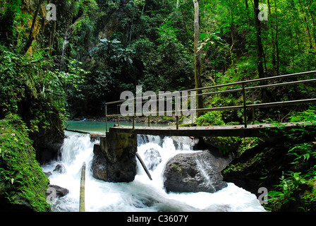 Molla di minerali a Cranbrook Flower Forest, St Ann, Giamaica Foto Stock