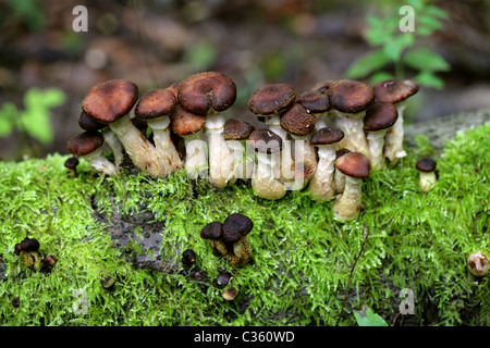 Il miele scuro fungo Armillaria solidipes, Physalacriaceae. (Armillaria ostoyae, Armillariella ostoyae, Armillariella solidipes) Foto Stock