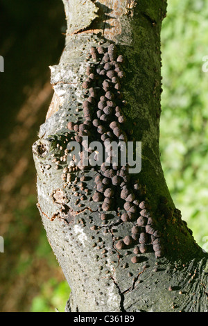 Woodwart faggio, Hypoxylon fragiforme, Xylariaceae. Un fungo comune. Foto Stock