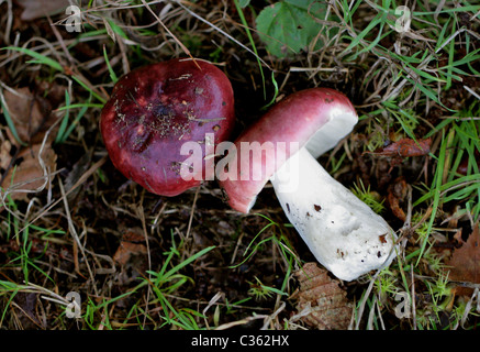 Viola nerastro Russula o viola, Brittlegill Russula atropurpurea, Russulaceae. Foto Stock