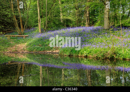 Bluebell riflesso in uno stagno, Arlington bluebell a piedi, Bates Green Farm di Arlington, East Sussex Foto Stock