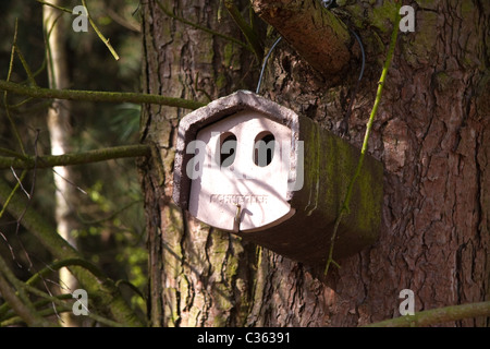 Bat box, offrire rifugio per sono ' appollaiati i pipistrelli, montato su albero Foto Stock
