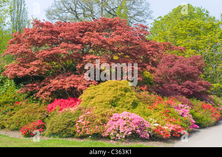 200 acri Exbury Gardens & motore a vapore , Lionel de Rothschild rododendri e azalee riserva , dal 1919 , piante in fiore Foto Stock