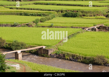 Campo di risone di terrazze con piccoli ponti e fiume in Madagascar Foto Stock