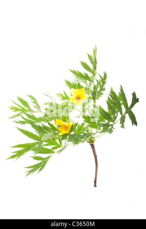 Peonia paeonia ludlowii ramo con fiori isolati su sfondo bianco Foto Stock