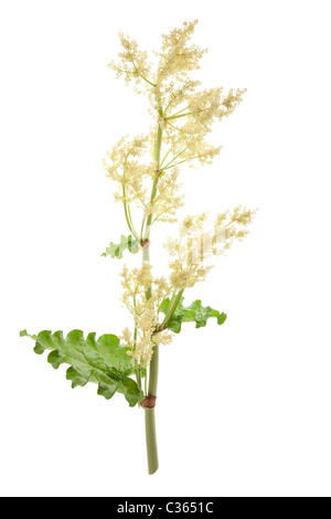 Impianto di rabarbaro con il fiore isolato su sfondo bianco Foto Stock