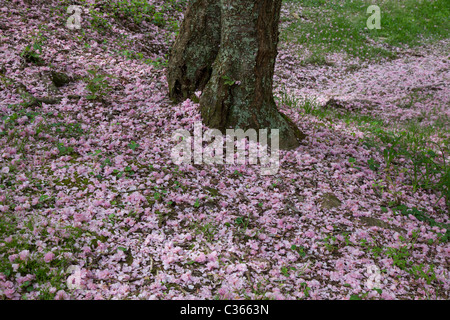 Oak Ridge, Tennessee - Cherry blossoms from a Kwanzan Cherry tree on the ground at the University of Tennessee Arboretum. Foto Stock