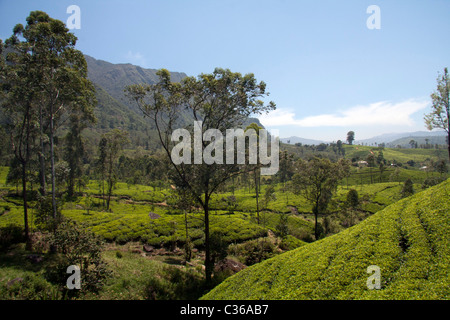 La Collina Paese in Sri Lanka Foto Stock