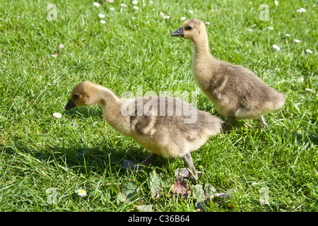 Baby Toulouse oche o gosling su erba, Hampshire, Inghilterra, Regno Unito. Foto Stock