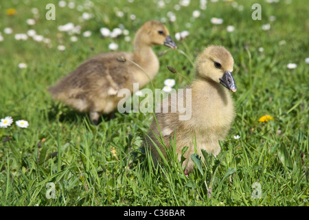 Baby Toulouse oche o gosling su erba, Hampshire, Inghilterra, Regno Unito. Foto Stock