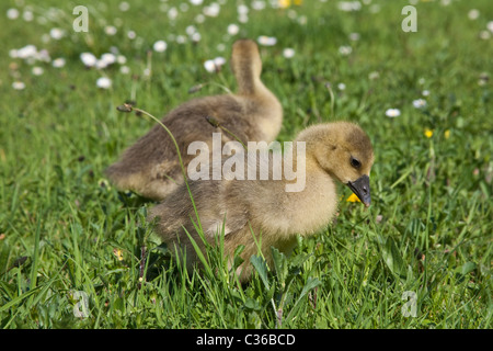 Baby Toulouse oche o gosling su erba, Hampshire, Inghilterra, Regno Unito. Foto Stock