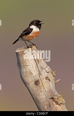 Maschio Stonechat comune cantando dalla parte superiore della recinzione rustico post Foto Stock