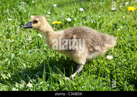 Baby Toulouse oche o gosling su erba, Hampshire, Inghilterra, Regno Unito. Foto Stock