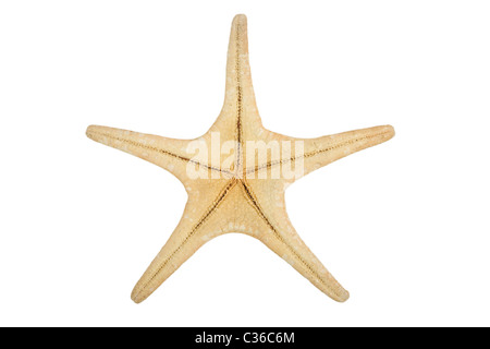 Vista frontale di una stella di mare in dettaglio isolato su sfondo bianco Foto Stock