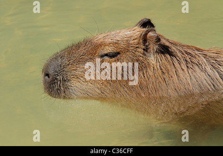 Ritratto di un capibara (Hydrochoerus hydrochaeris) in acqua, Sud America Foto Stock