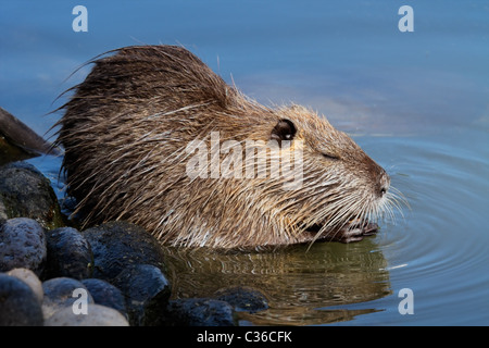 Coipo (Myocastor coypus) alimentazione in acqua poco profonda, Sud America Foto Stock